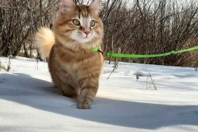 До плюс 8 градусов тепла и мокрый снег на севере Приамурья