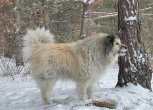Леший ждет хозяина: благовещенец нашел в лесу домашнего пса и ищет ему новый дом