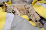 Кто стал лучшим мартовским котом Амурской области: АП подвела итоги конкурса