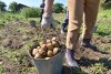 Зри в клубень: какую картошку выбирают фермеры и огородники Амурской области