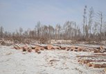«Черные лесорубы» в Ромненском районе спилили лиственницы и березы на 10 миллионов