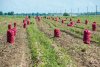 Картофель свекле не товарищ: почему амурские аграрии не хотят увеличивать посевы овощей