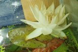 Прекрасная нимфея: у жителя Белогорска расцвел редкий аквариумный цветок