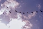 Амурские ученые отмечают снижение числа гусей в пять раз