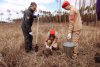 В Серышевском районе активисты и волонтеры восстанавливают уникальный сосновый бор
