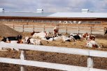 В Серышевском районе построят молочный комплекс: Василий Орлов посетил две фермы