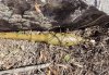 Боеприпас от гранатомета обнаружили в пригороде Благовещенска