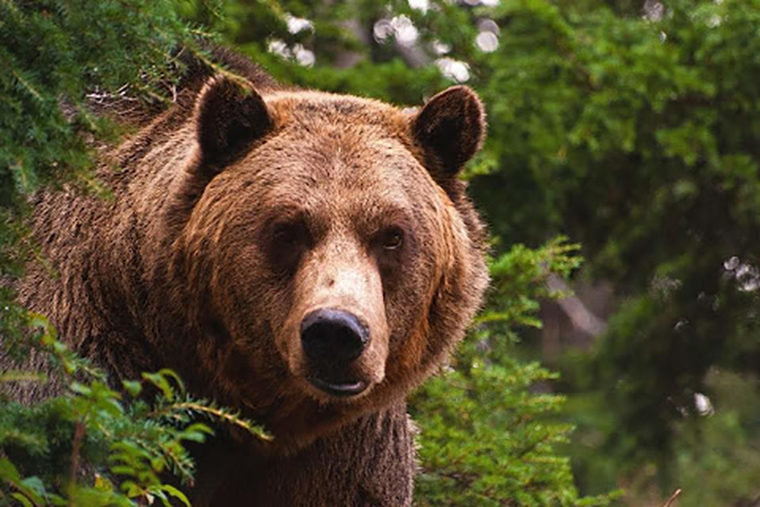 Медведи вышли из спячки: как вести себя при встрече с хозяином тайги / Медвежий край — так называют Камчатку, а скоро будут называть Приамурье. В то время как население области сокращается (за прошлый год убыль составила более чем десять тысяч человек), у нас стабильно растет численность медведей. В 2009 году в регионе насчитывалось чуть более тысячи косолапых, а сегодня, по словам охотоведов, их около 13 тысяч. Медведи уже вышли из спячки и пока особой активности не проявляют, но охотоведы призывают амурчан к осторожности. Мишки все чаще наведываются в населенные пункты и выходят к дорогам. Поэтому важно знать, как вести себя правильно, если встретился с хищником.
 