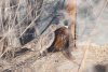 В Амурской области из-за палов еноты и фазаны оказались под угрозой уничтожения