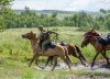 В Благовещенск со всей России съедутся на конкурс конные военные подразделения