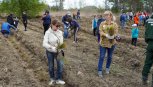 Полторы тысячи сеянцев сосны высадили на половине гектара во Владимировке для «Сада Памяти»