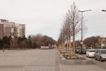 Павел Жирнов: «Немецкие липы на площади в Благовещенске могут стать уникальным примером интродукции»