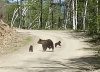 Жители Селемджинского района встретили медведицу с медвежатами