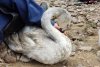 Тындинские школьники на рыбалке спасли краснокнижного тундрового лебедя