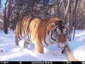 Самец тигра в Хинганском заповеднике