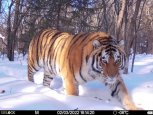 Амба 13 раз охотилась и не нашла своего участка: последние данные о жизни тигров в Приамурье