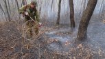 В Амурской области в весенних пожарах почти не пострадали деревья ценных пород