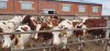Коров голштинской породы будут поставлять в другие регионы и страны животноводы из Грибского
