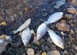 Массовой гибели рыбы в Приамурье нет: в ветуправлении развеяли фейк о мертвой рыбе на берегу Зеи