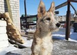 В Прогрессе суд отправил женщину в колонию за попытку убить щенка