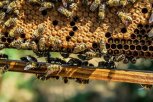 В Белогорском округе на пасеках внезапно погибли пчелы