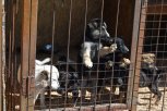 В Белогорске начали стерилизовать  беспризорных собак
