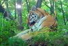 Привередливая тигрица Елена пронесла в зубах через протоку архаринской реки тушу косули
