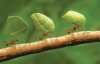 Муравейники и муравьиные фермы сделают визитной карточкой парка Свободного