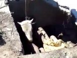 В Приамурье пожарные помогли корове выбраться из колодца