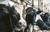 В Благовещенском и Белогорском округах снят карантин по лейкозу у крупного рогатого скота