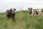В Завитинском районе бродячие коровы вытоптали посевы сои и кукурузы