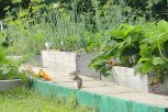 Ну, бурундук, погоди: как спасти огородный урожай от полосатых налетчиков