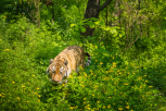 Амурская тигрица прогулялась по Благовещенскому району