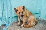 В Свободном собака напала на 11-летнего мальчика