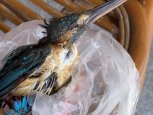 Голубого зимородка обнаружила на балконе жительница Амурской области