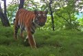 Фото: «Земля леопарда» / Центр «Амурский тигр»