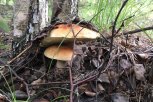 Почему ученые прогнозируют хороший урожай грибов в Амурской области