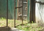 Истощенного птенца даурского журавля спасли в Константиновском районе
