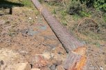 Бывший инспектор лесного хозяйства незаконно вырубил в лесах Приамурья больше 50 лиственниц