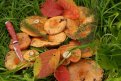 Рыжики из албазинского леса. Фото: Елена, участница конкурса АП «Амурский урожай 2»