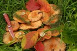 Можно ли есть червивые грибы, и чем опасна малина в жару: обзор АП