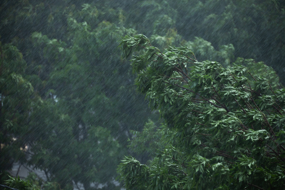 Пятница в Амурской области с ливнями и порывистым ветром до 23 метров в секунду / Осадки, начавшиеся в Приамурье ночью, продолжатся и днем в пятницу, 5 августа. По области облачно с прояснениями, дожди,​ местами ливни, очень сильные дожди, сильные ливни с грозами. 