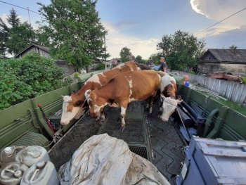 Из-за приближающегося паводка в Благовещенском районе готовится эвакуация скота