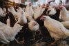Амурчан предупреждают о птичьем гриппе в  Магаданской области