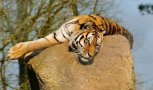 В Китае обнаружили останки вымершего древнего родственника амурских тигров