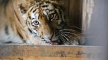 Спасенная в Приморье тигрица будет жить в Московском зоопарке