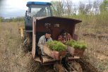 Больше 29 тысяч саженцев сосен высадят в Приамурье участники акции «Сохраним лес»