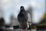 «Не кормите пернатых дармоедов»: какую угрозу несет Благовещенску разросшаяся популяция голубей