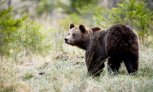 Под космодромом Восточный в Амурской области грузовик сбил медведя