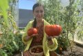 Амурчанка уже составляет список томатных посадок на следующий сезон.
